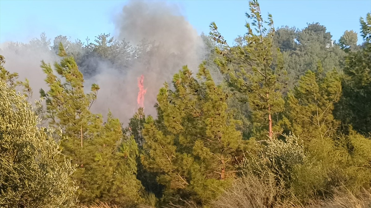 Adana'nın Kozan ilçesinde çıkan orman yangınına karadan ve havadan müdahale ediliyor. 