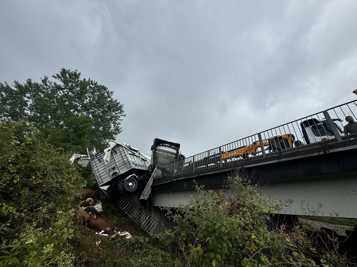 Anadolu Otoyolu'nun Sakarya geçişinde büyükbaş hayvan taşıyan tırın kaza yapması ulaşımda aksamaya...