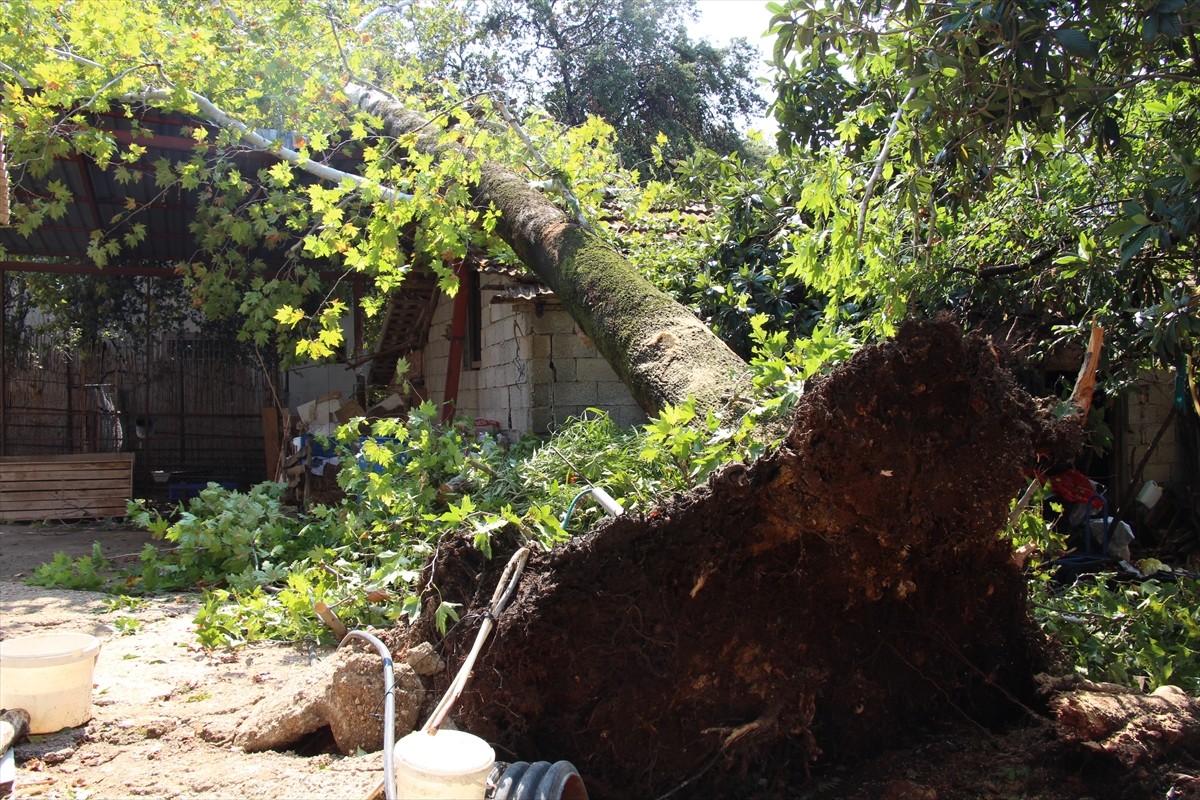 Antalya'da etkili olan sağanak ve fırtına nedeniyle ağaçlar devrildi.