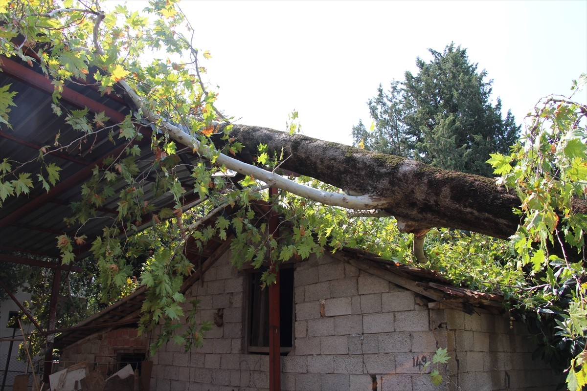 Antalya'da etkili olan sağanak ve fırtına nedeniyle ağaçlar devrildi.