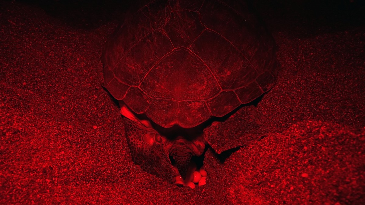 Antalya'nın Kızılot bölgesinde nesli tükenme tehdidi altındaki caretta carettaların kumsalı...