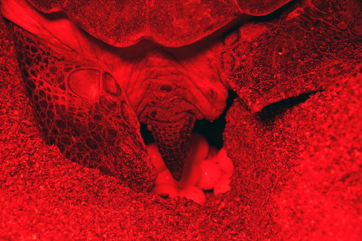 Antalya'nın Kızılot bölgesinde nesli tükenme tehdidi altındaki caretta carettaların kumsalı...