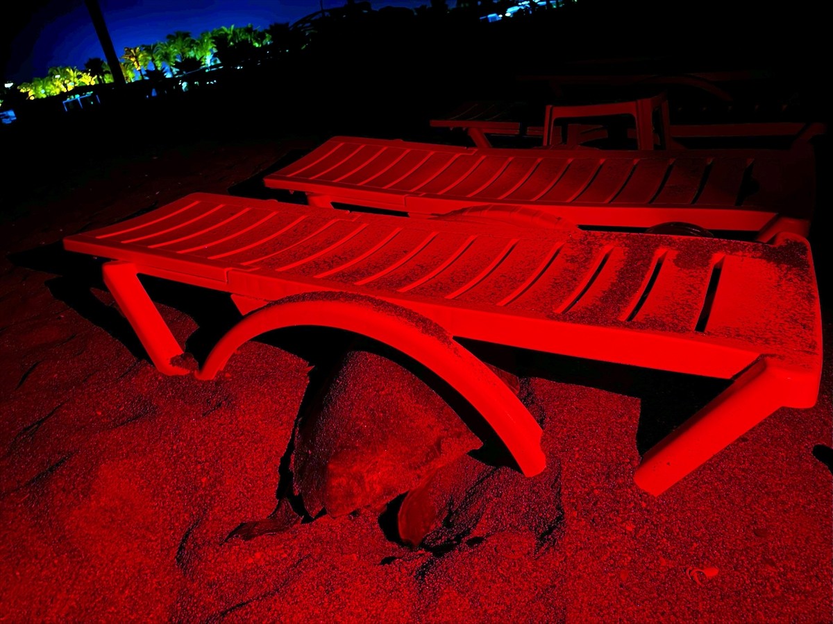 Antalya'nın Kızılot bölgesinde nesli tükenme tehdidi altındaki caretta carettaların kumsalı...