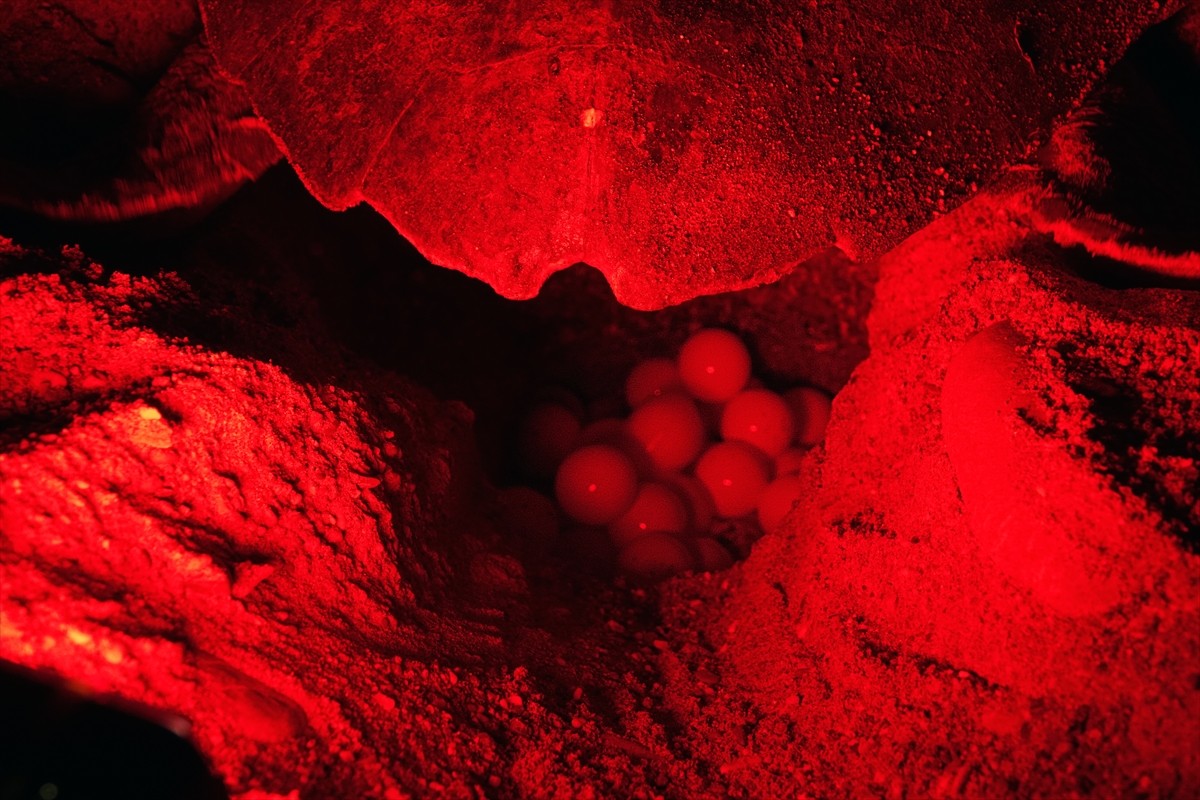 Antalya'nın Kızılot bölgesinde nesli tükenme tehdidi altındaki caretta carettaların kumsalı...