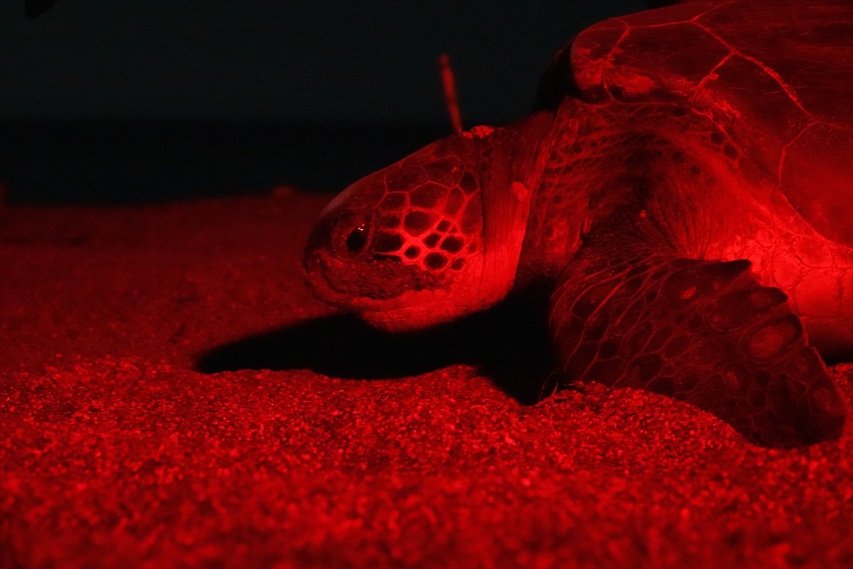 Antalya'nın Kızılot bölgesinde nesli tükenme tehdidi altındaki caretta carettaların kumsalı...