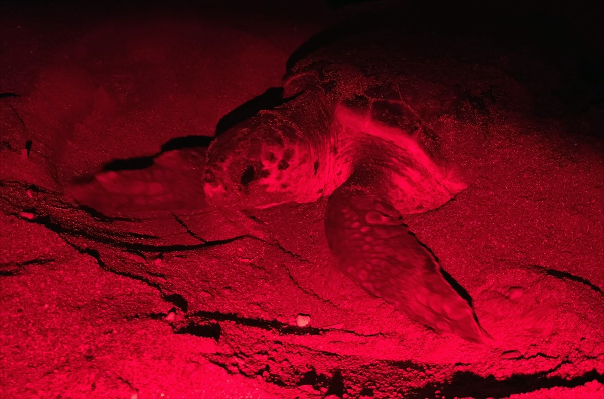 Antalya'nın Kızılot bölgesinde nesli tükenme tehdidi altındaki caretta carettaların kumsalı...