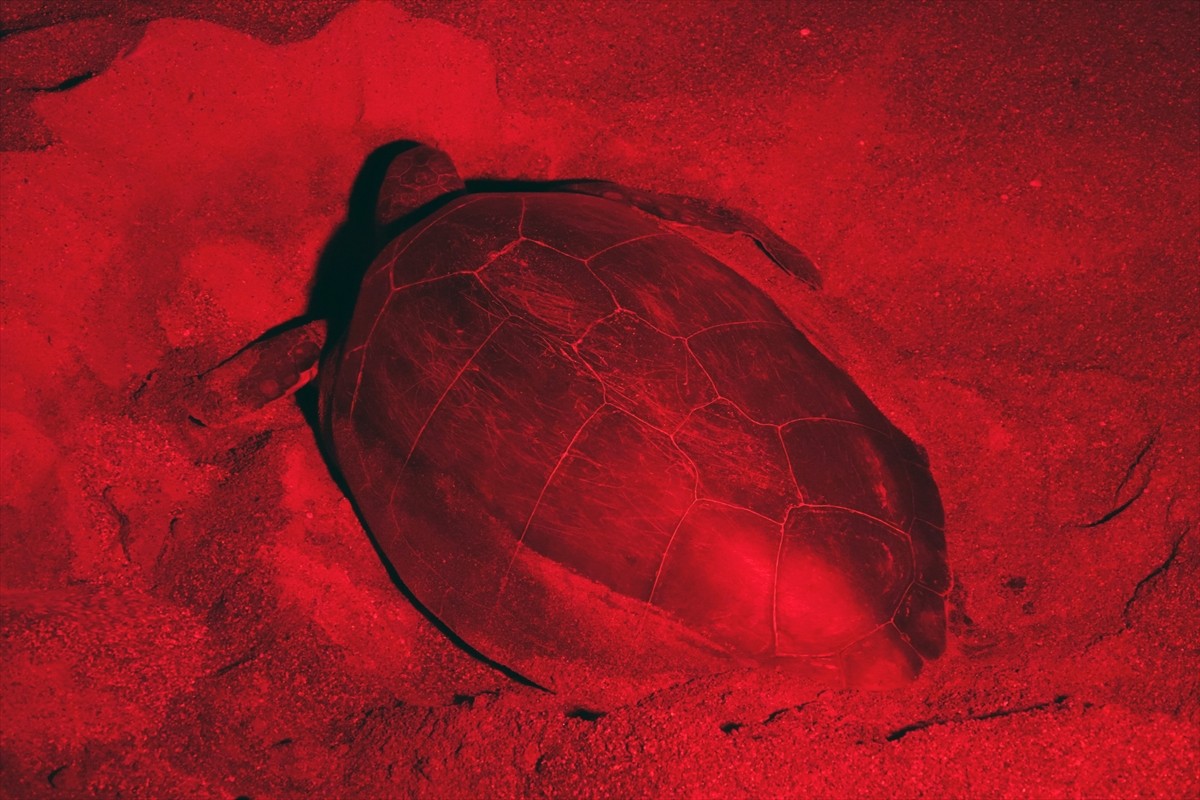 Antalya'nın Kızılot bölgesinde nesli tükenme tehdidi altındaki caretta carettaların kumsalı...