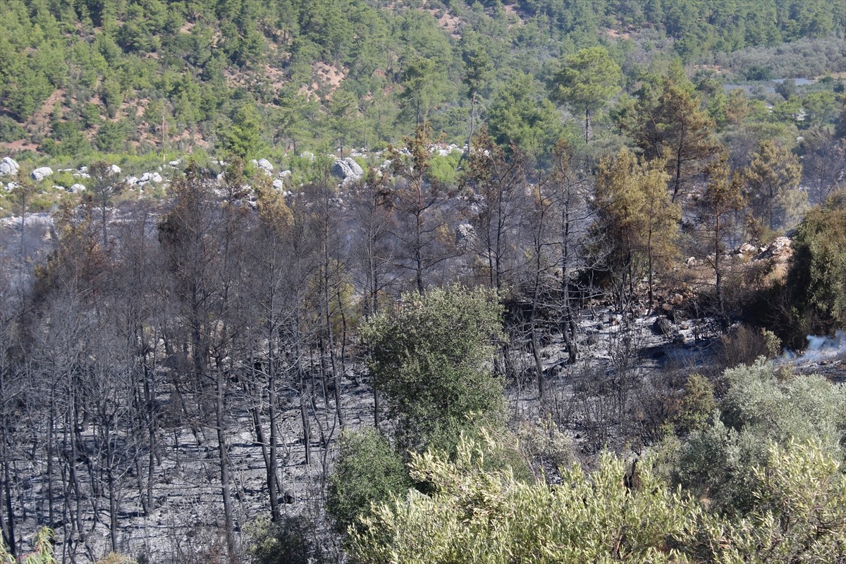 Antalya'nın Serik ilçesinde ormanlık alanda dün çıkan yangın, kontrol altına alındı.