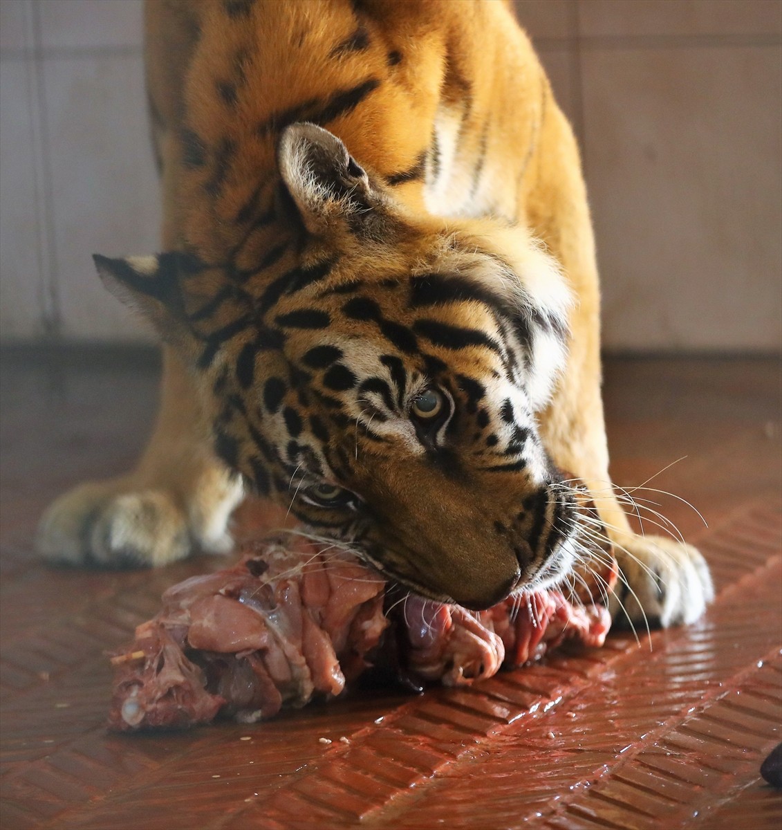 Antalya Büyükşehir Belediyesi Doğal Yaşam Parkı'nda yaşayan 2 Bengal kaplanına, kaplanları koruma...