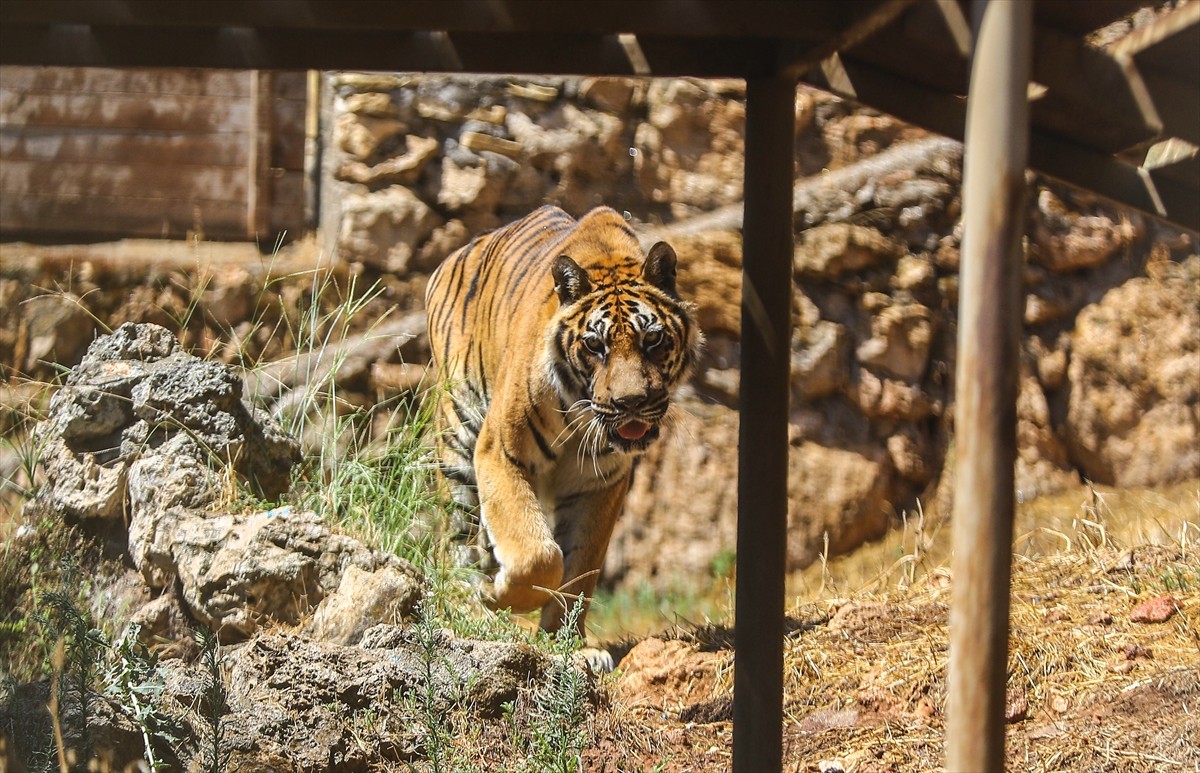 Antalya Büyükşehir Belediyesi Doğal Yaşam Parkı'nda yaşayan 2 Bengal kaplanına, kaplanları koruma...