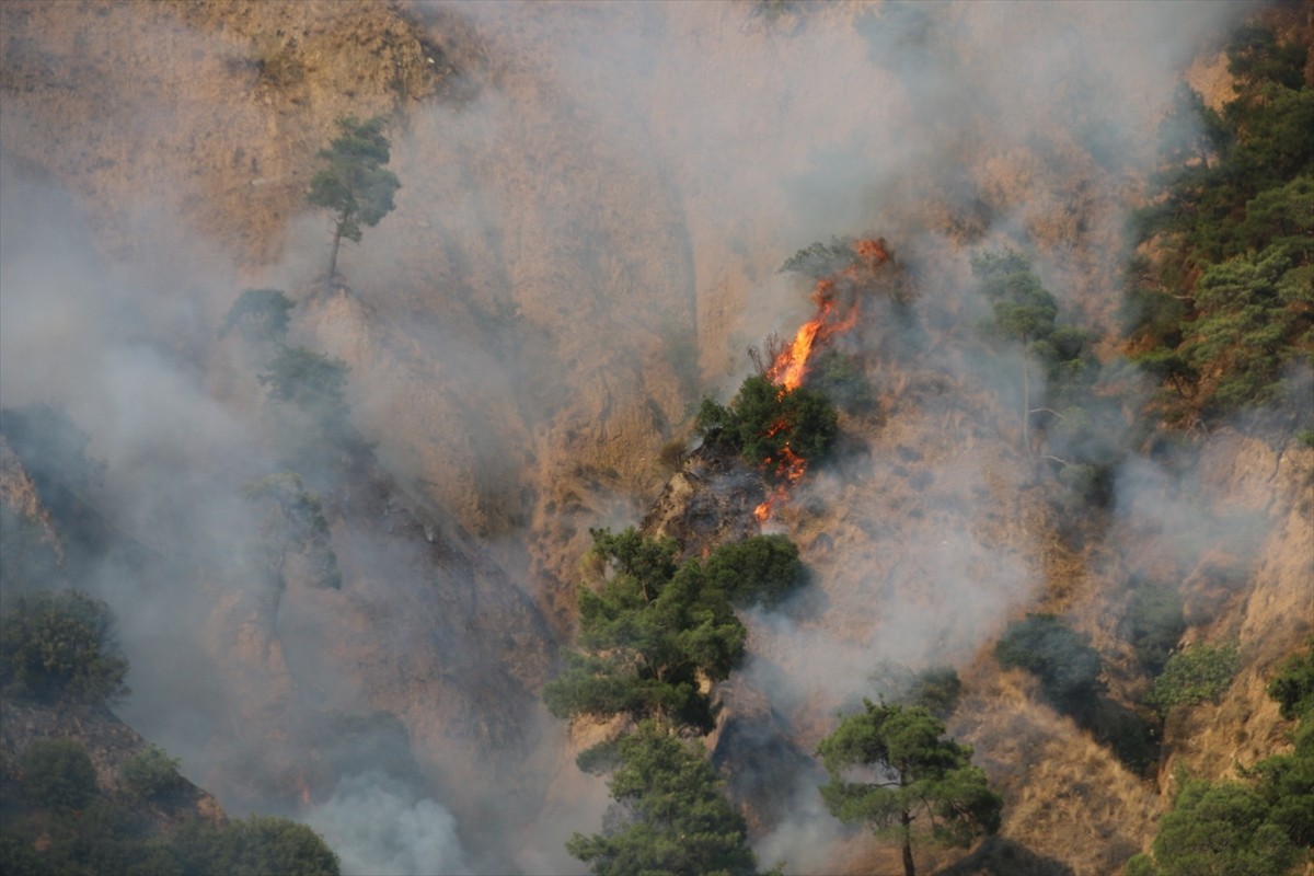 Aydın'ın Nazilli ilçesinde zeytinlik ve ormanlık alanda çıkan yangın kontrol altına...