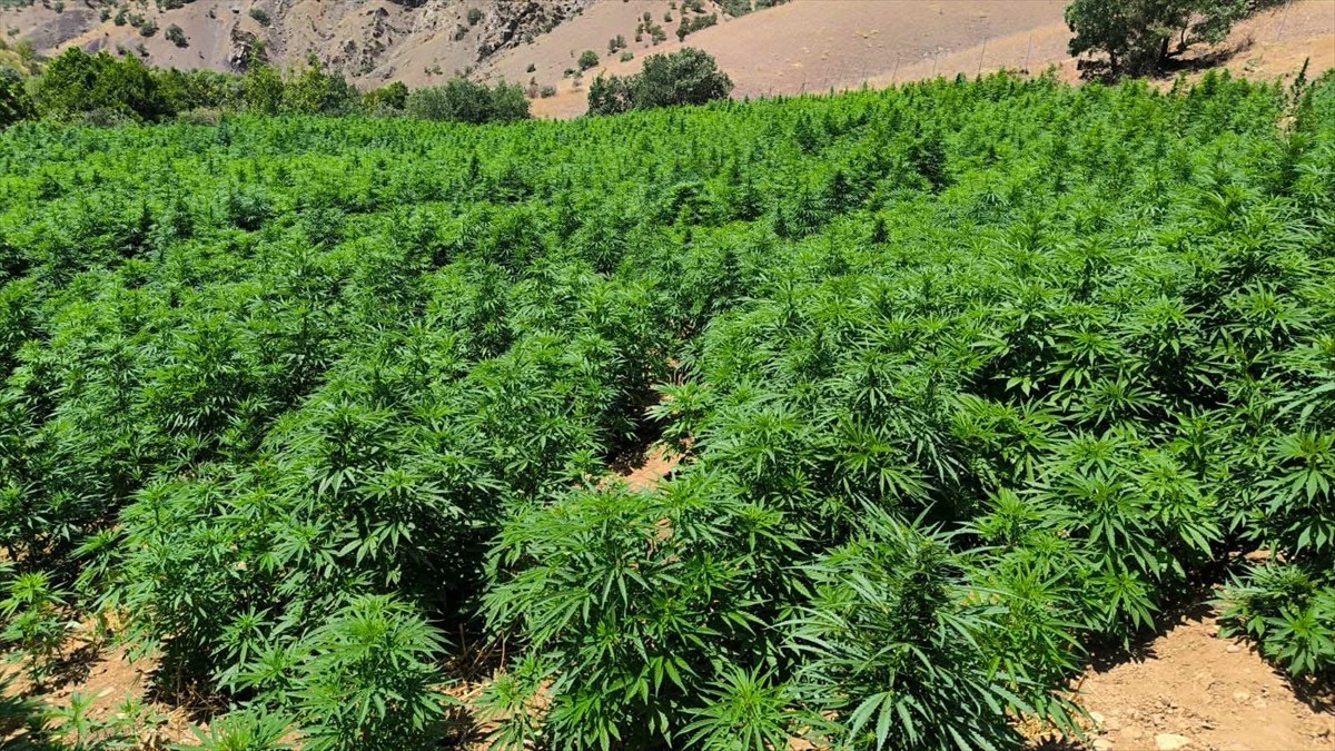 Diyarbakır'ın Lice ilçesinde düzenlenen operasyonda, 785 bin 300 kök kenevir, 444 bin kök skunk...