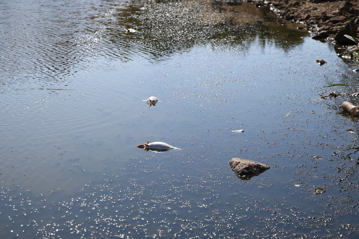 Edirne'nin Lalapaşa ilçesine bağlı Çömlekköy Göleti'nde, su seviyesinin düşmesine bağlı oksijen...