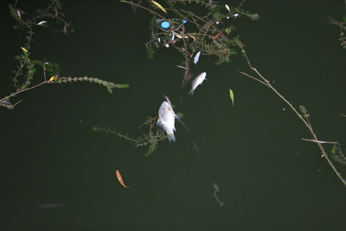 Eskişehir'de kent merkezinden geçen Porsuk Çayı'nda balık ölümleri görüldü.