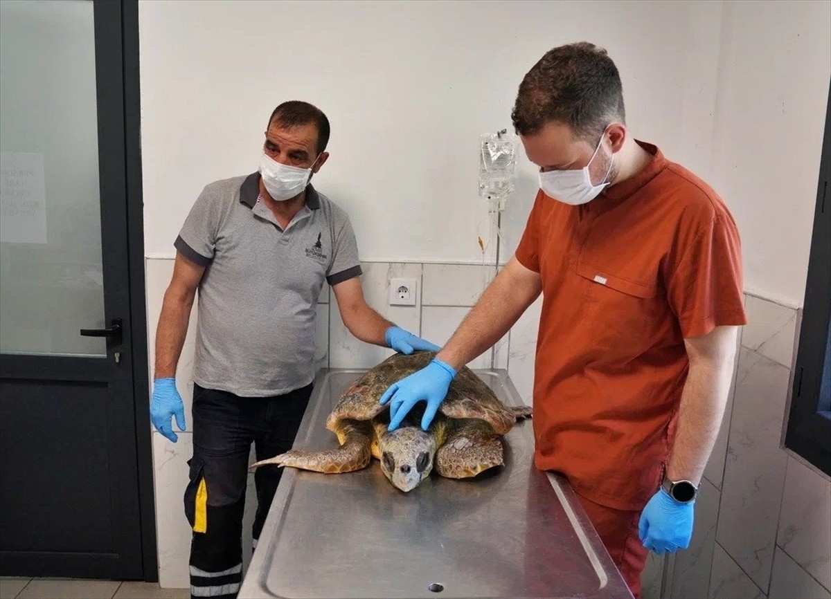 İzmir'de körfez temizliği sırasında bitkin halde bulunan caretta carettanın, Küçük Hayvan...
