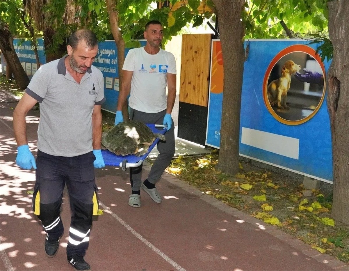 İzmir'de körfez temizliği sırasında bitkin halde bulunan caretta carettanın, Küçük Hayvan...