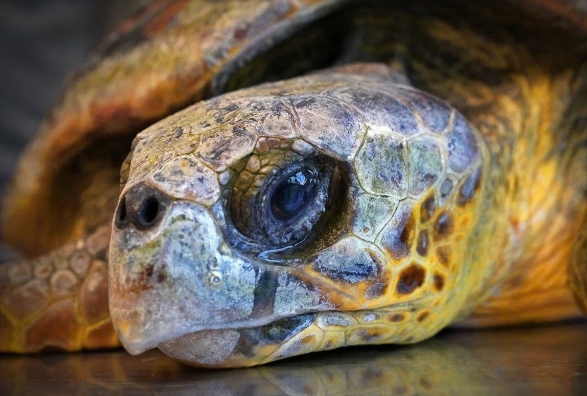 İzmir'de körfez temizliği sırasında bitkin halde bulunan caretta carettanın, Küçük Hayvan...