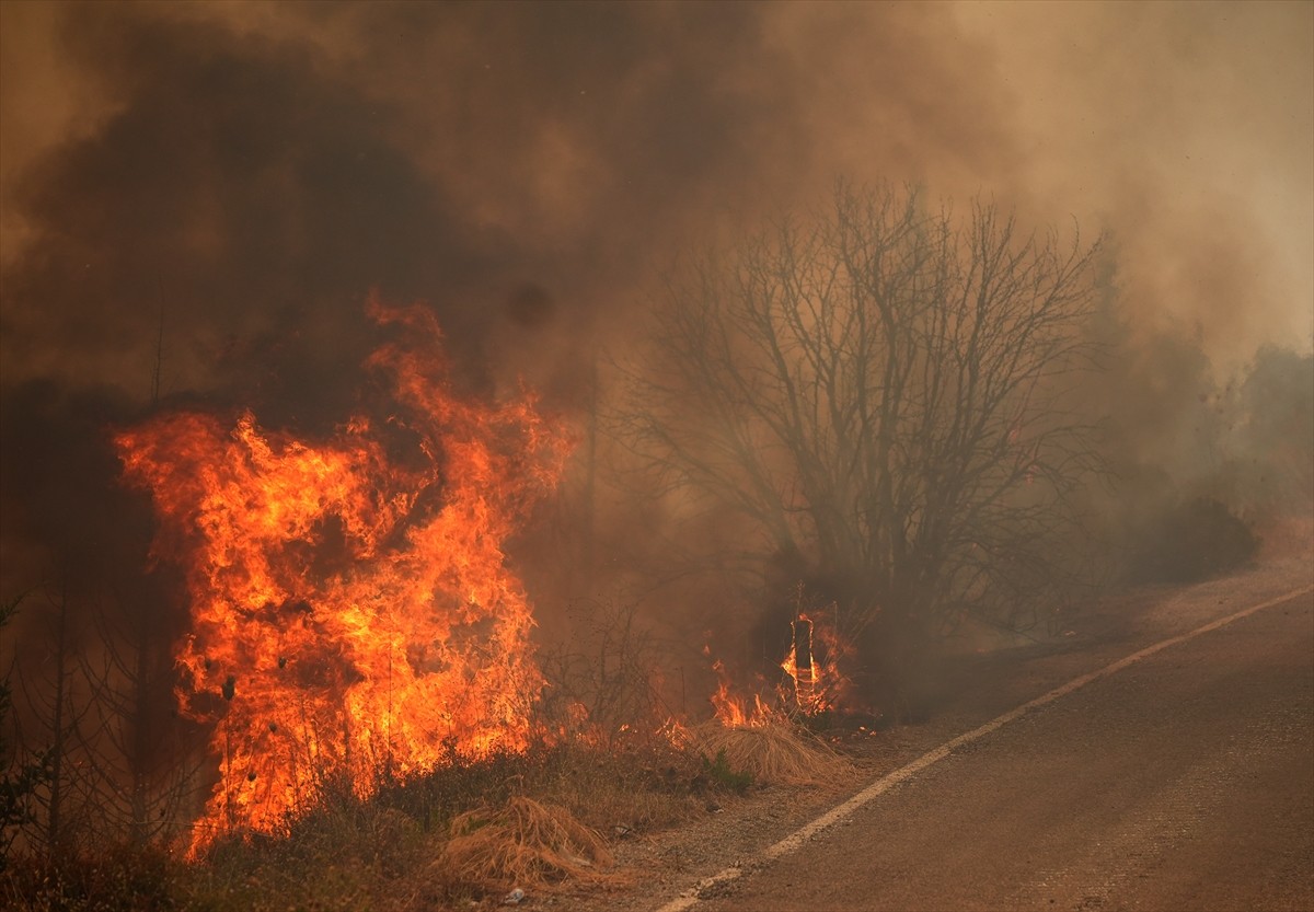 İzmir'in Urla ilçesinin Çeşmealtı Mahallesi'ndeki yerleşim yerlerine yakın ormanlık alanda, henüz...