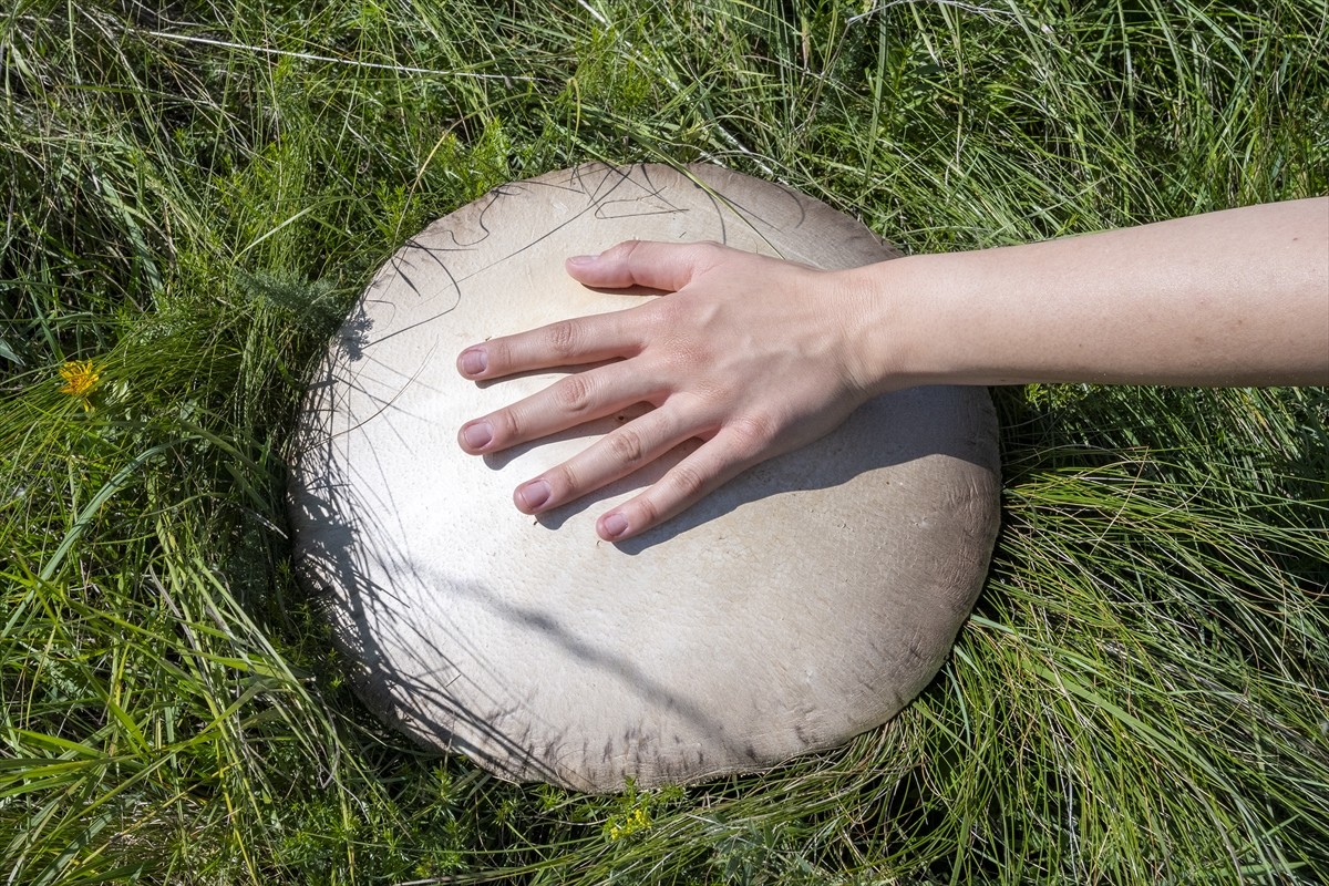 Kars'ta uzun bir süredir etkili olan sağanağın ardından çıkan dev mantarlar vatandaşları...