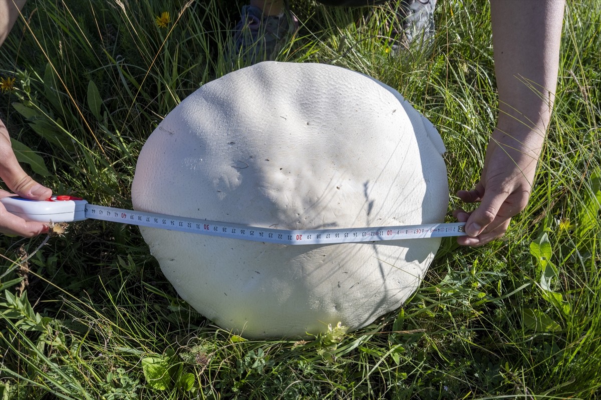 Kars'ta uzun bir süredir etkili olan sağanağın ardından çıkan dev mantarlar vatandaşları...