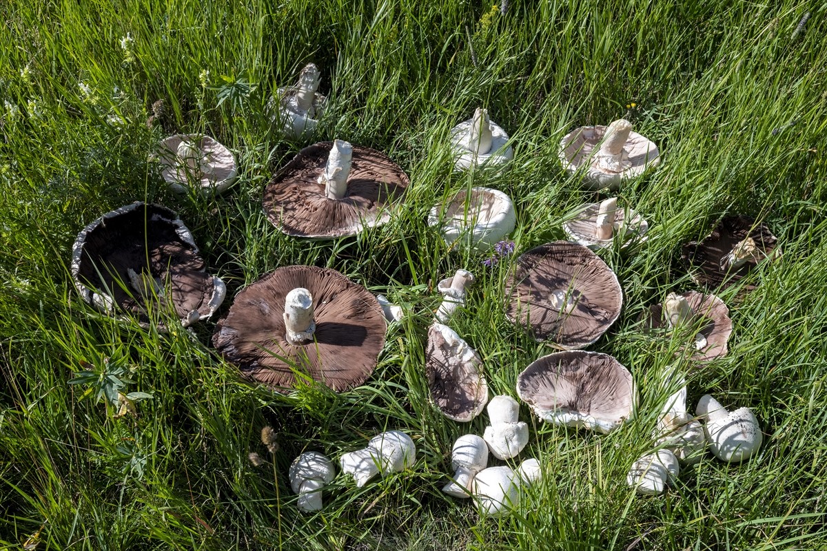 Kars'ta uzun bir süredir etkili olan sağanağın ardından çıkan dev mantarlar vatandaşları...