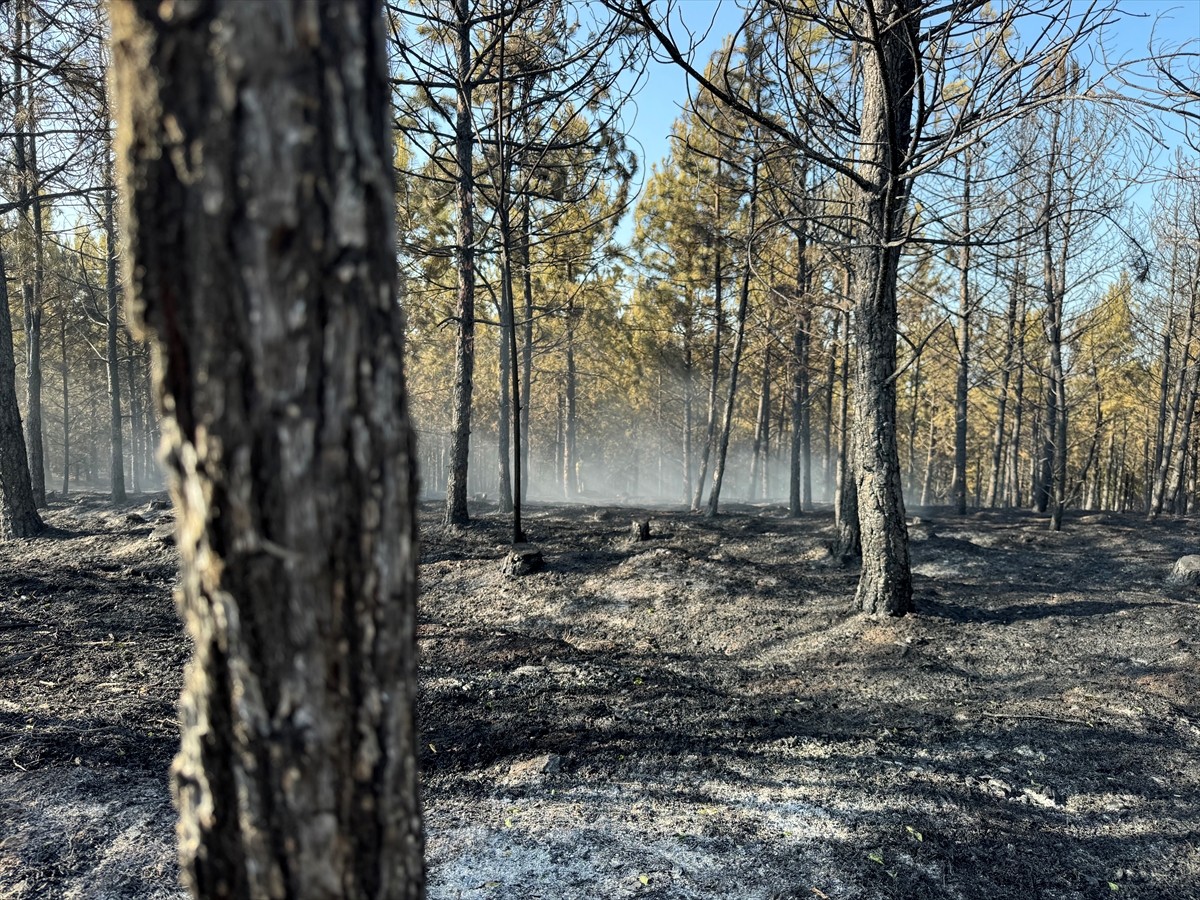 Kastamonu'da kontrol altına alınan orman yangınında, soğutma çalışmaları sürüyor.