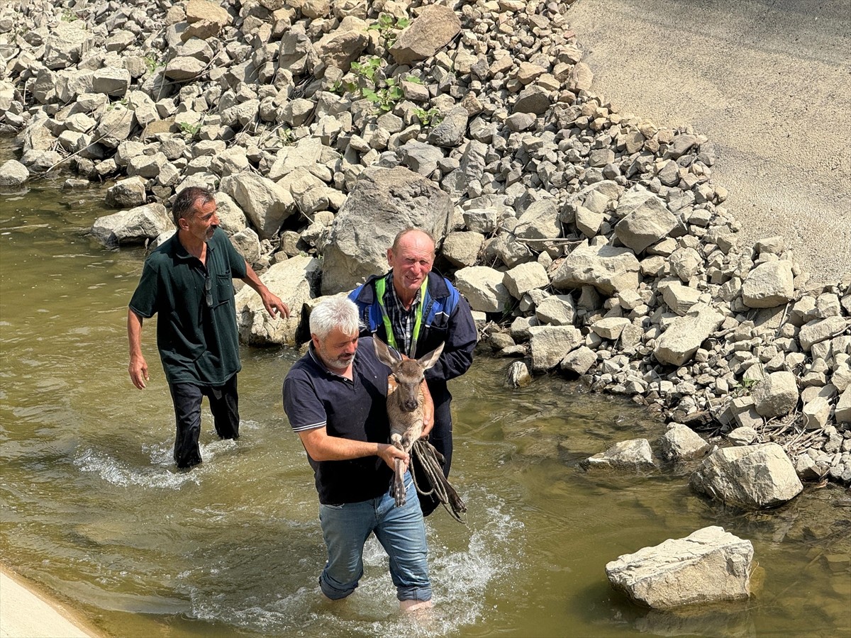 Kastamonu'nun Hanönü ilçesinde su kanalına düşerek yaralanan karaca kurtarıldı. Hanönü Belediye...