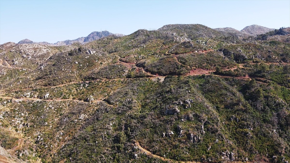 Muğla'da meydana gelen yangınlarda zarar gören ormanlık alanlar, ekiplerin yoğun çalışmasıyla...