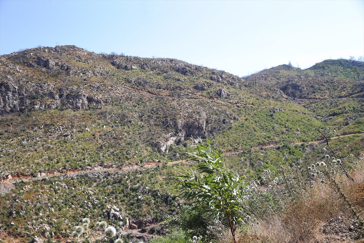 Muğla'da meydana gelen yangınlarda zarar gören ormanlık alanlar, ekiplerin yoğun çalışmasıyla...