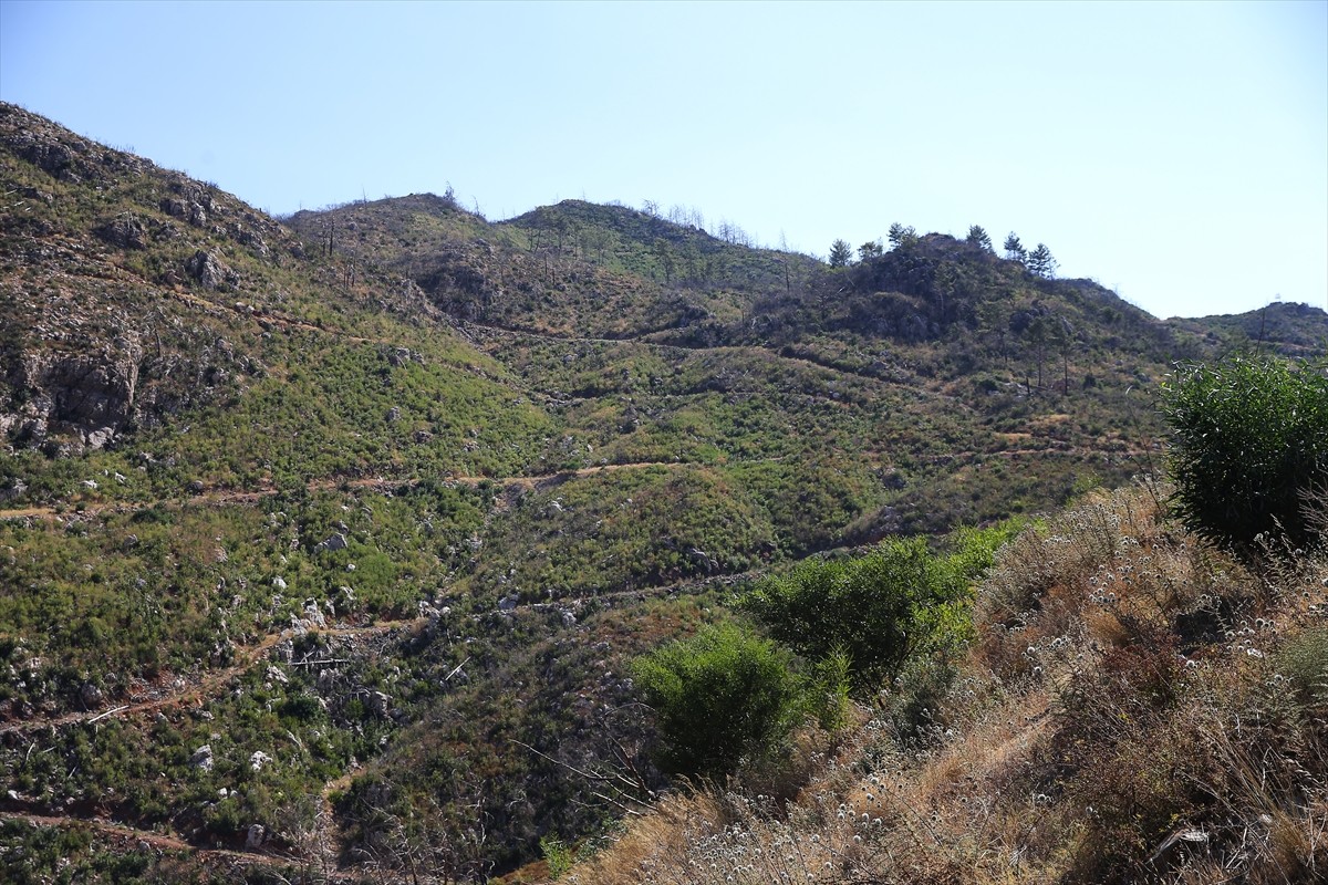 Muğla'da meydana gelen yangınlarda zarar gören ormanlık alanlar, ekiplerin yoğun çalışmasıyla...
