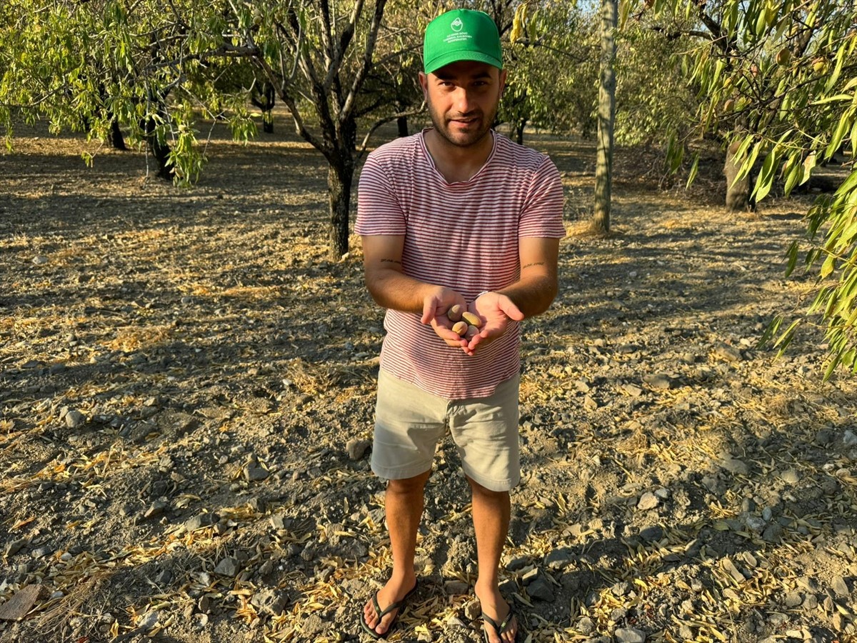 Muğla'nın Datça ilçesinde yaklaşık 12 bin dekar alanda bulunan 250 bin ağaçta badem hasadına...