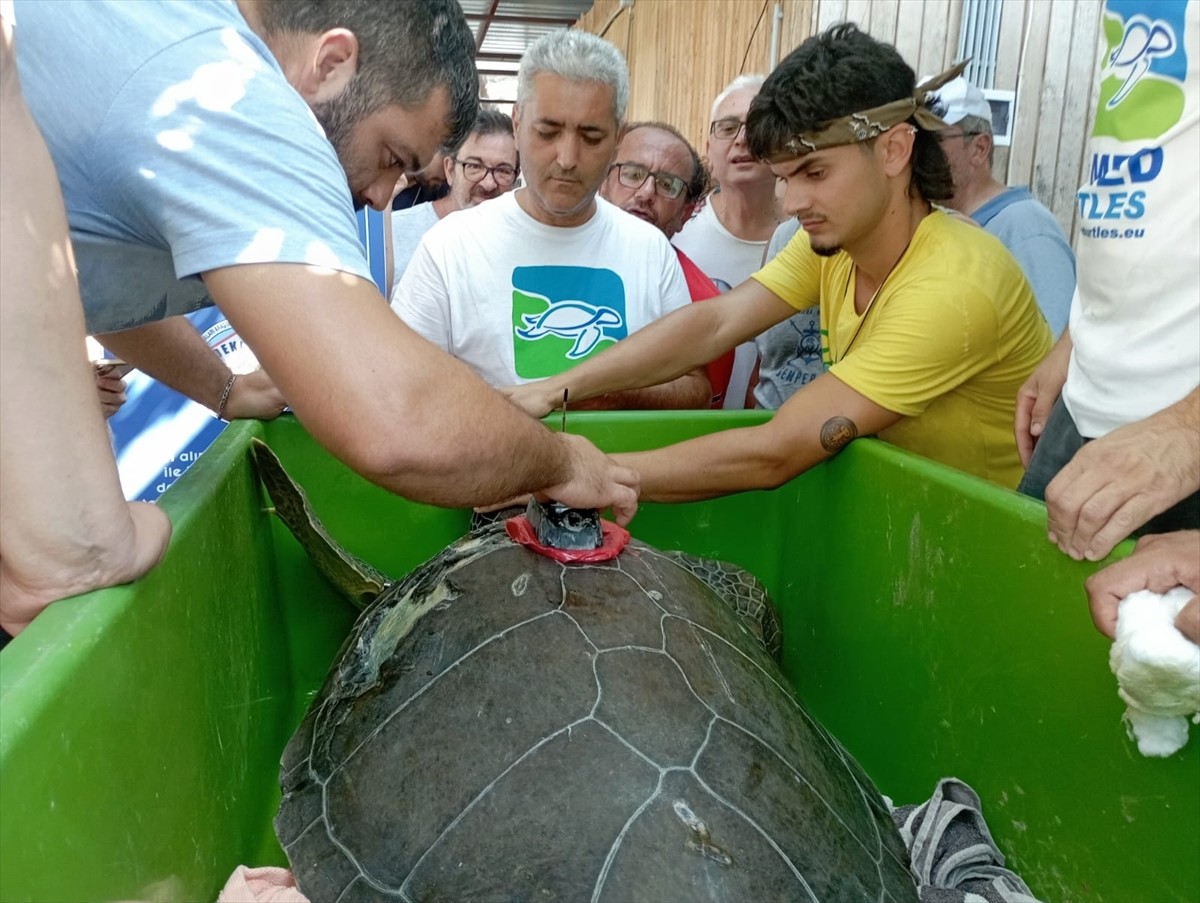 Muğla'nın Ortaca ilçesindeki Deniz Kaplumbağaları Araştırma, Kurtarma ve Rehabilitasyon...