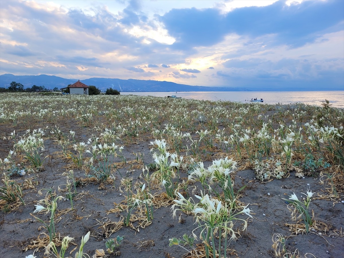 Samsun'un Çarşamba ilçesinde, yaklaşık 500 metre uzunluğa sahip kumsalda yetişen kum zambakları...