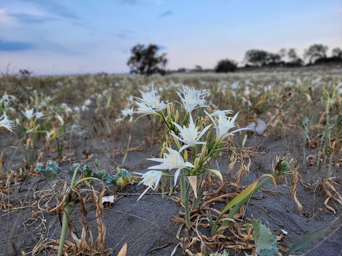 Samsun'un Çarşamba ilçesinde, yaklaşık 500 metre uzunluğa sahip kumsalda yetişen kum zambakları...