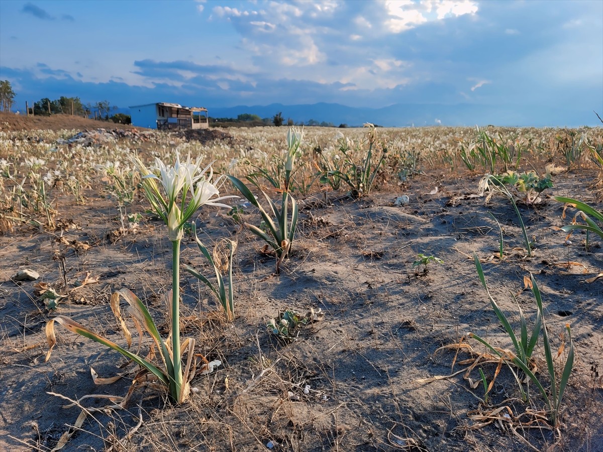 Samsun'un Çarşamba ilçesinde, yaklaşık 500 metre uzunluğa sahip kumsalda yetişen kum zambakları...