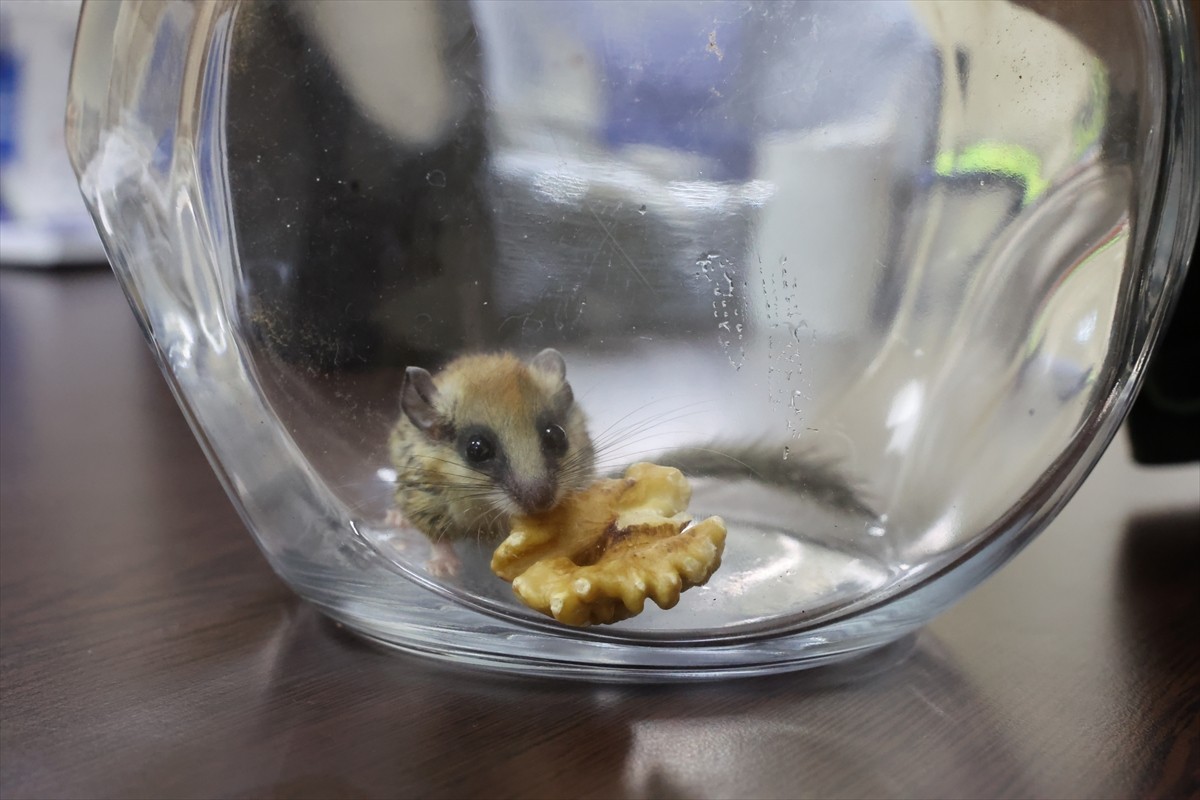 Sivas'ta fareye benzeyen kemirgengillerden nesli tehlike altında olan ağaç yediuyuru (dryomys...