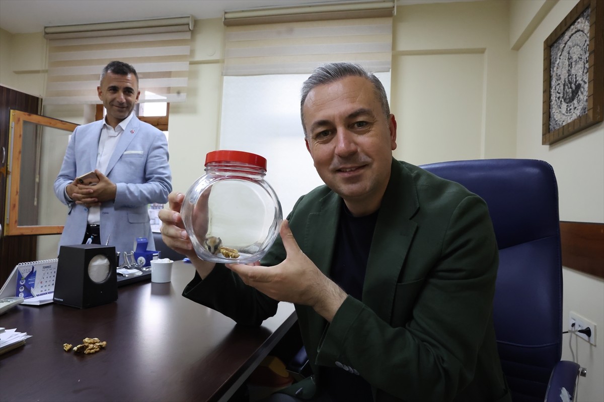 Sivas'ta fareye benzeyen kemirgengillerden nesli tehlike altında olan ağaç yediuyuru (dryomys...