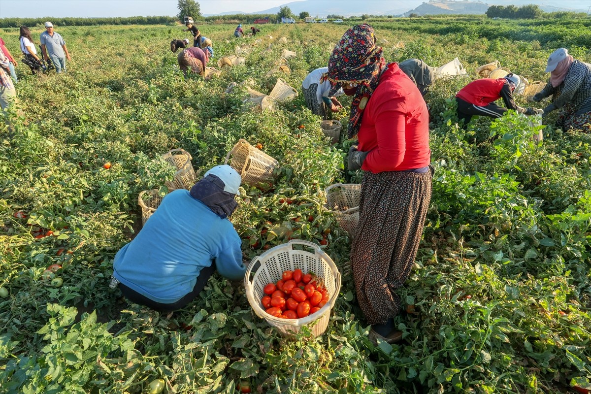 Türkiye'nin önemli tarım havzalarından İzmir'deki ovalarda yetiştirilen ve kavurucu sıcakta hasat...