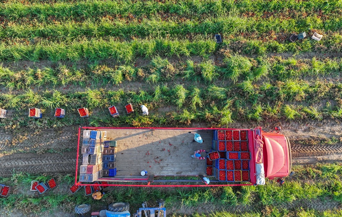 Türkiye'nin önemli tarım havzalarından İzmir'deki ovalarda yetiştirilen ve kavurucu sıcakta hasat...