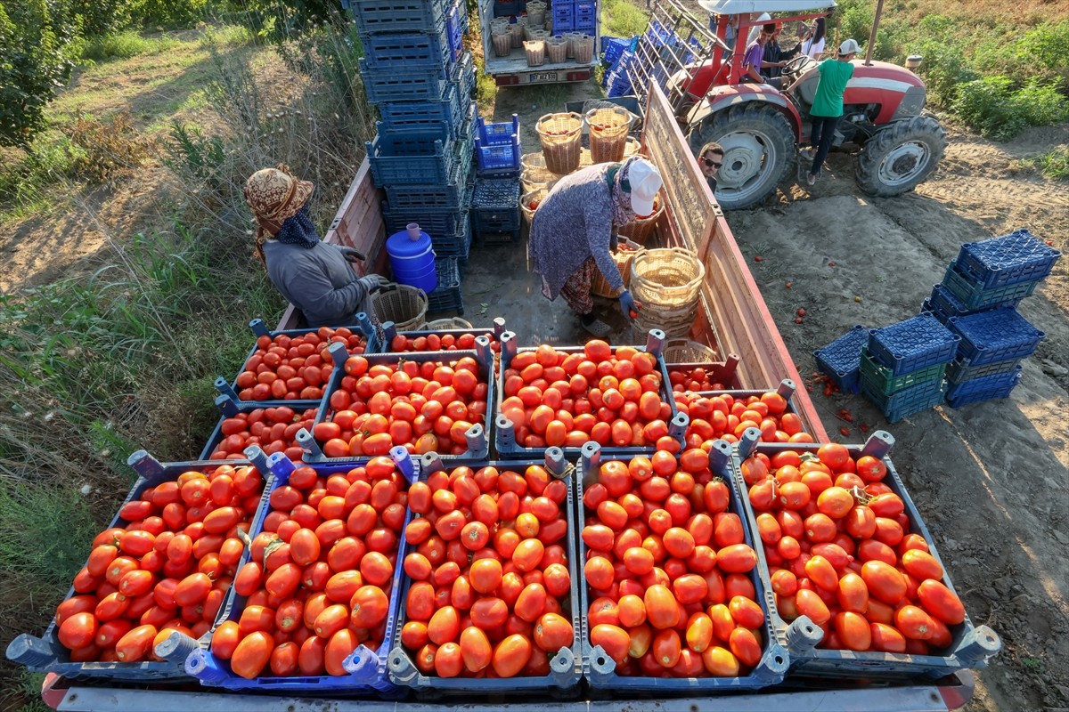 Türkiye'nin önemli tarım havzalarından İzmir'deki ovalarda yetiştirilen ve kavurucu sıcakta hasat...
