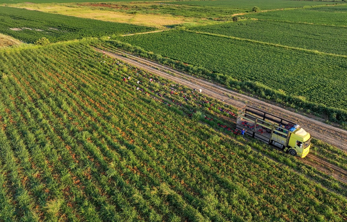 Türkiye'nin önemli tarım havzalarından İzmir'deki ovalarda yetiştirilen ve kavurucu sıcakta hasat...