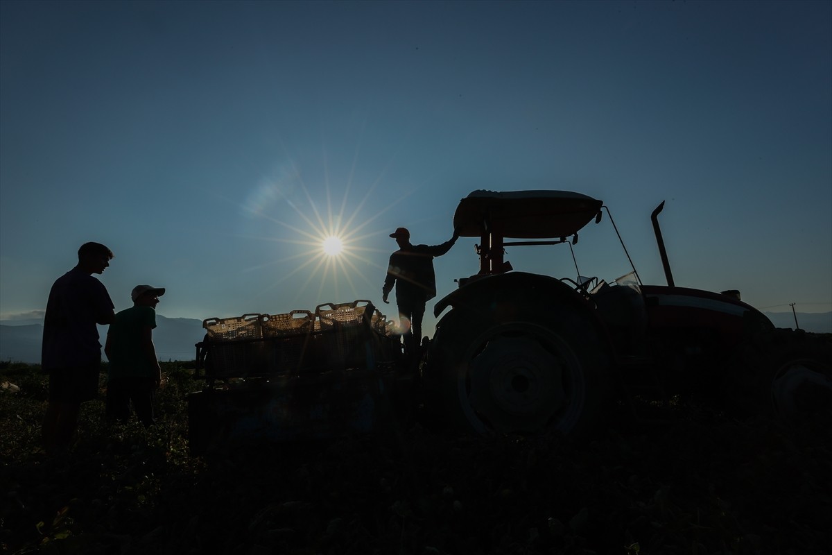 Türkiye'nin önemli tarım havzalarından İzmir'deki ovalarda yetiştirilen ve kavurucu sıcakta hasat...