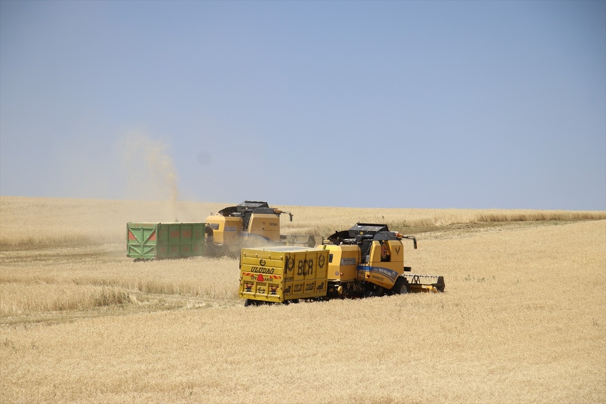 Ağrı'nın bereketli ovalarındaki buğday tarlalarında biçerdöverlerle hasat heyecanı...