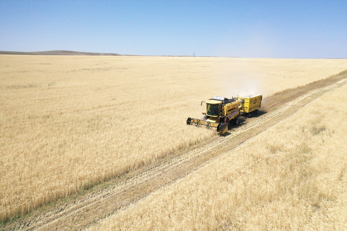 Ağrı'nın bereketli ovalarındaki buğday tarlalarında biçerdöverlerle hasat heyecanı...