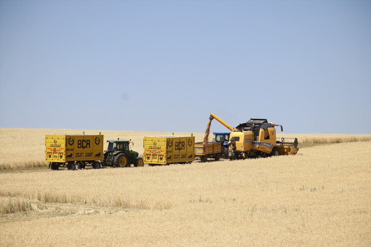Ağrı'nın bereketli ovalarındaki buğday tarlalarında biçerdöverlerle hasat heyecanı...