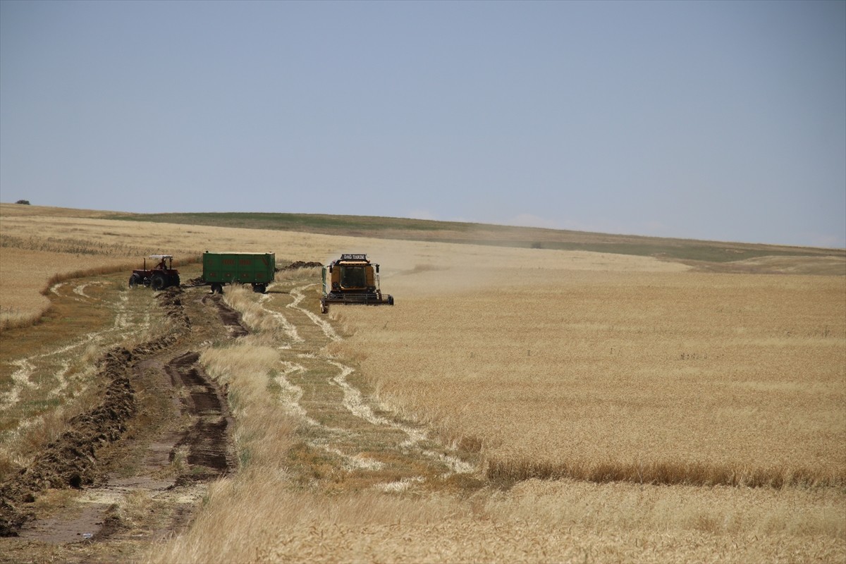 Ağrı'nın bereketli ovalarındaki buğday tarlalarında biçerdöverlerle hasat heyecanı...