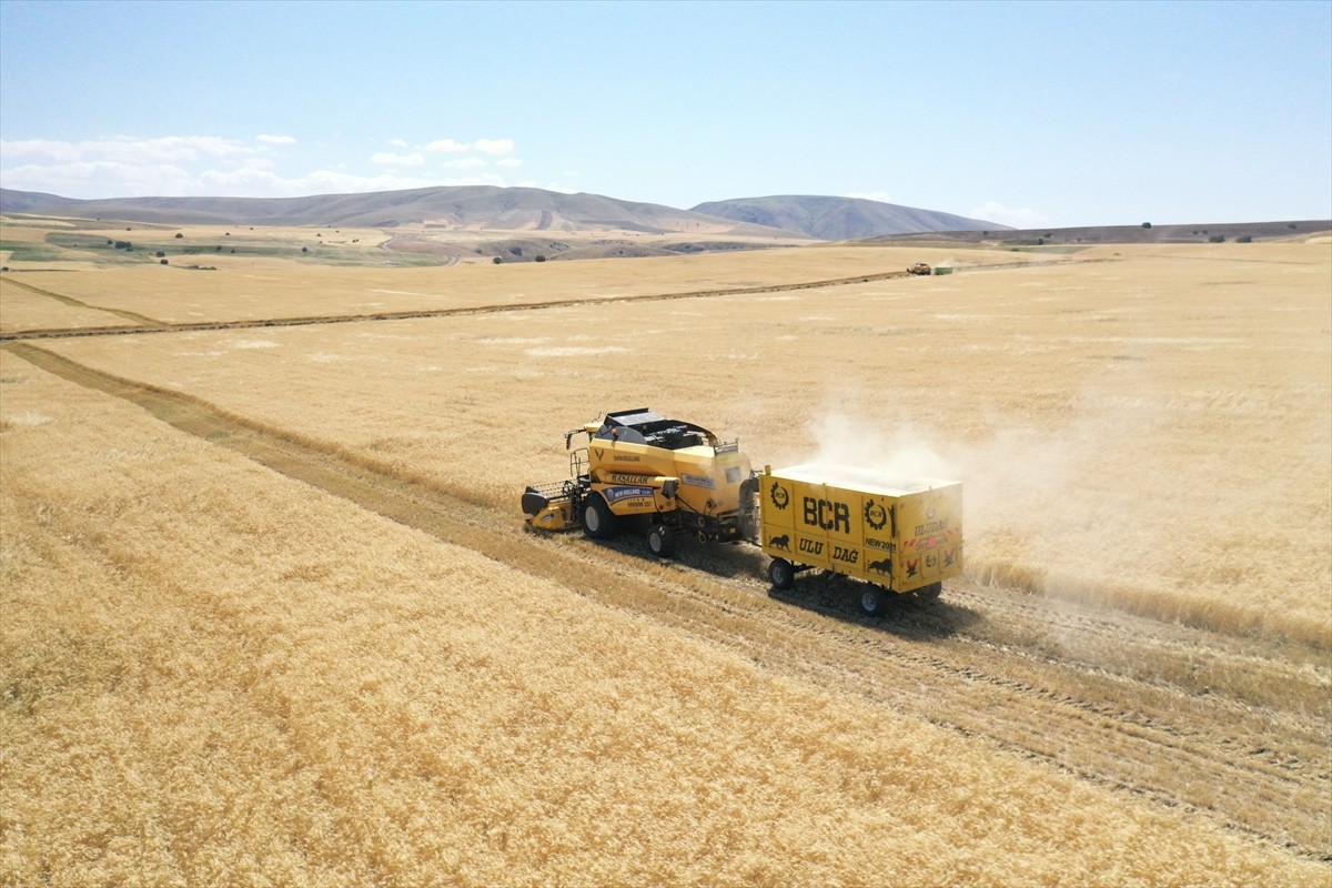 Ağrı'nın bereketli ovalarındaki buğday tarlalarında biçerdöverlerle hasat heyecanı...