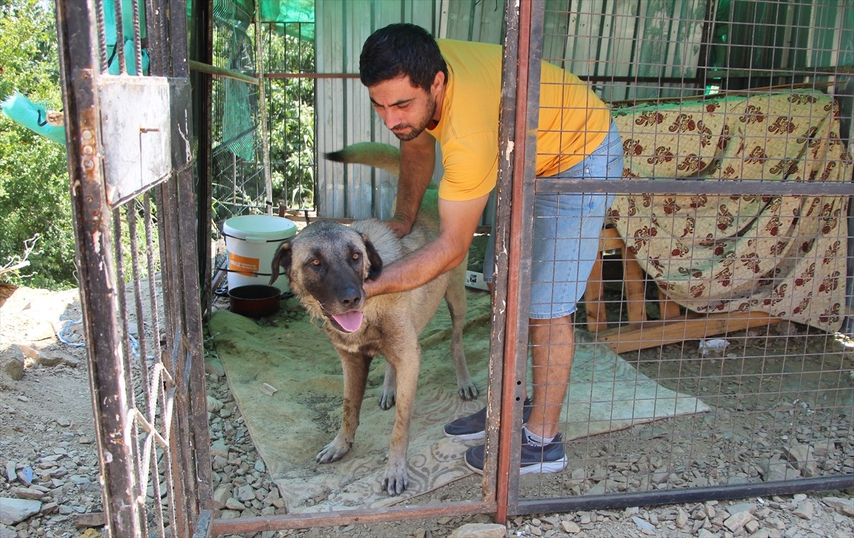 Antalya'nın Alanya ilçesinde sahipli köpeğin saldırısına uğrayan Kazakistan uyruklu 11 yaşındaki...