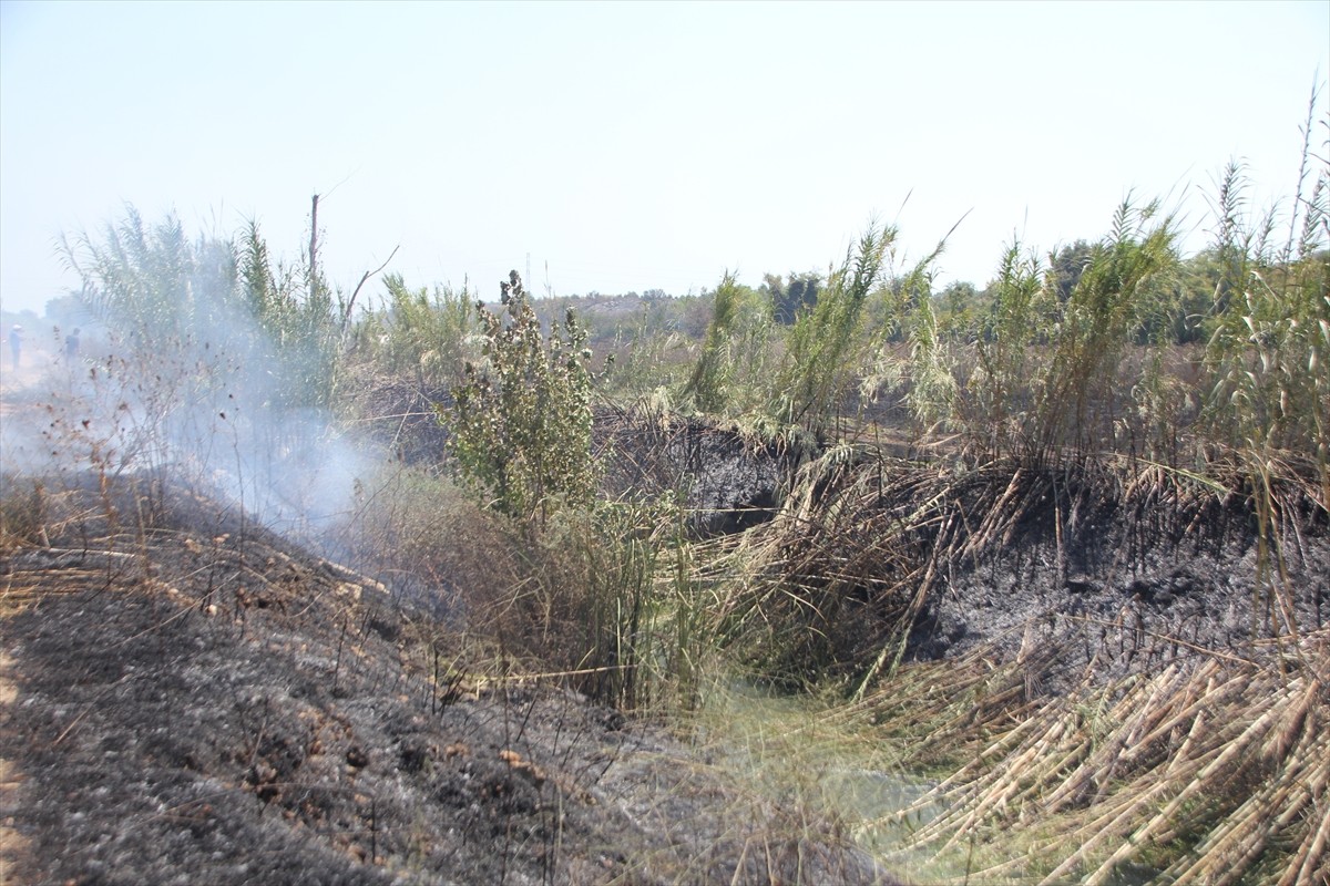 Antalya'nın Serik ilçesinde sazlık alanda başlayıp sera ile zeytin ve narenciye bahçelerine...
