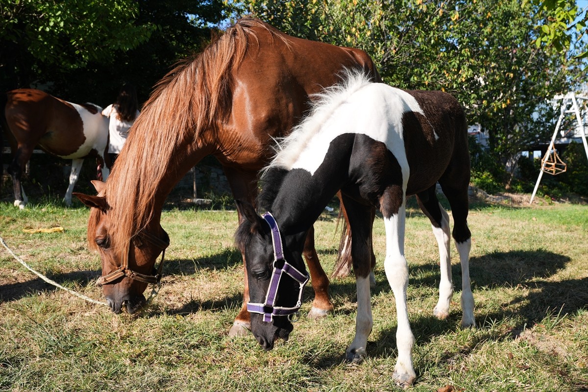 Balıkesir Üniversitesi Öğretim Üyesi Prof. Dr. Mehmet Can Gündüz başkanlığındaki bir ekibin...